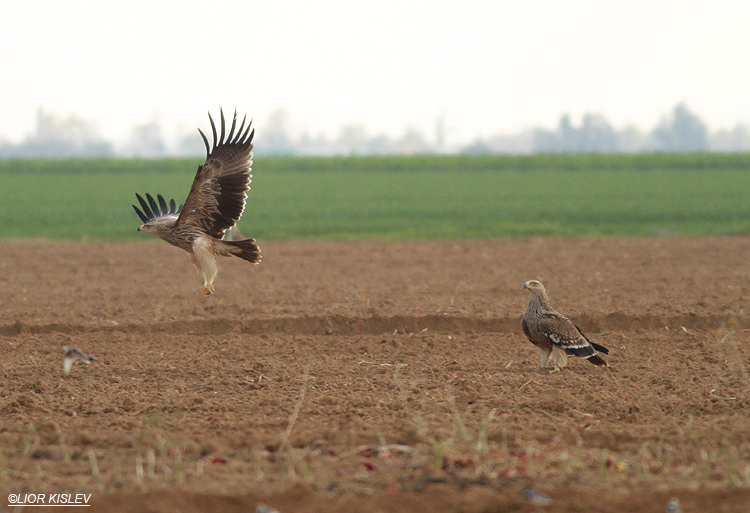 Imperial Eagle  aquila heliaca  ,western Negev, 30-12-12